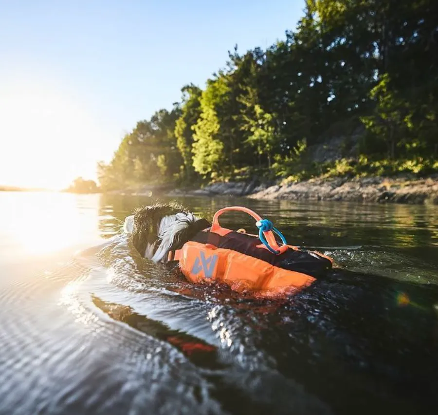 Meet Jess, Instagram's Most Adventurous Dog