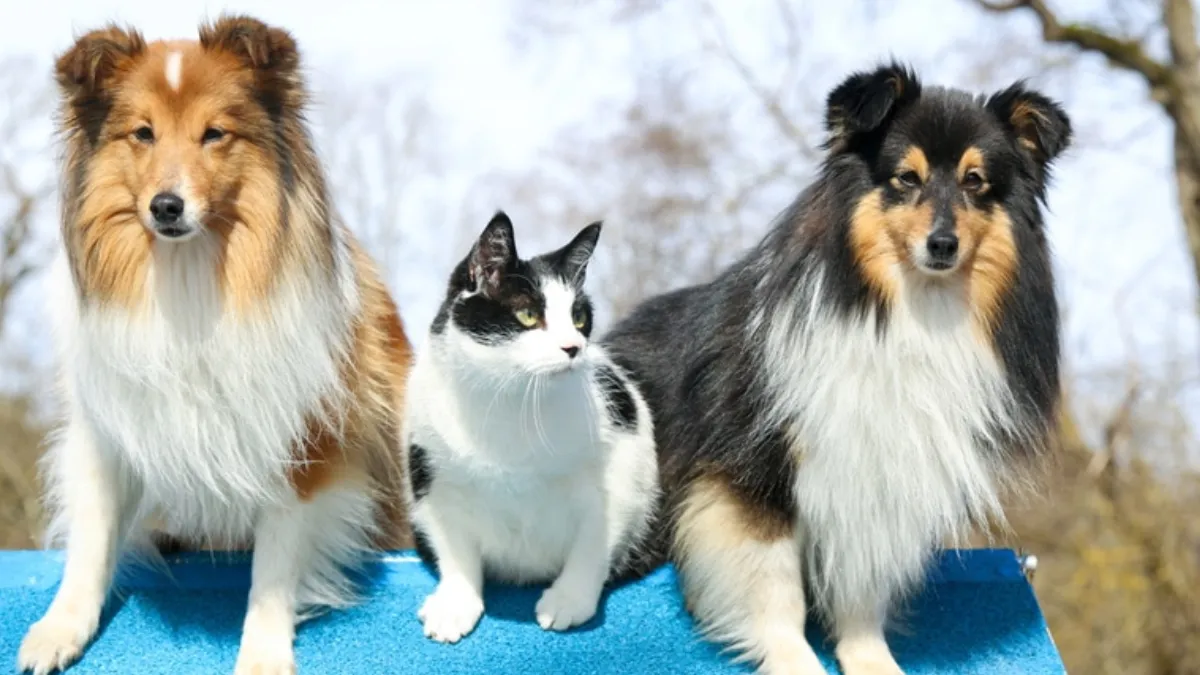 Shetland Sheepdog Characteristics