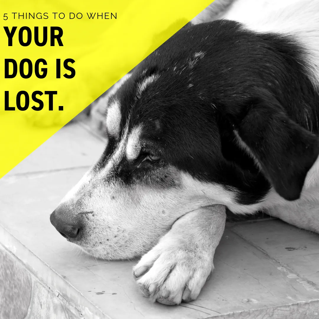 5 Things to Do When Your Dog is Lost