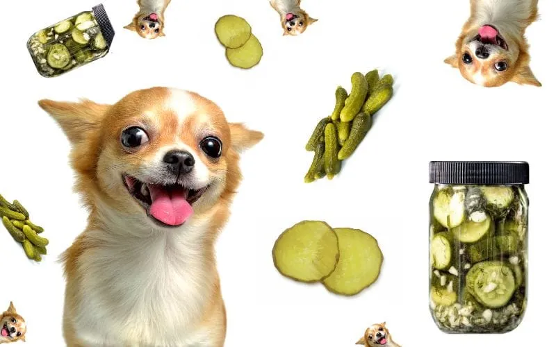 Facts About Dogs and Pickles