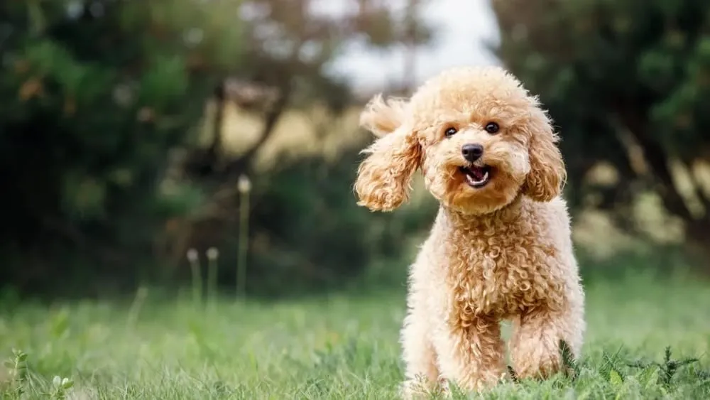 Can Toy Poodles Be Left Alone?
