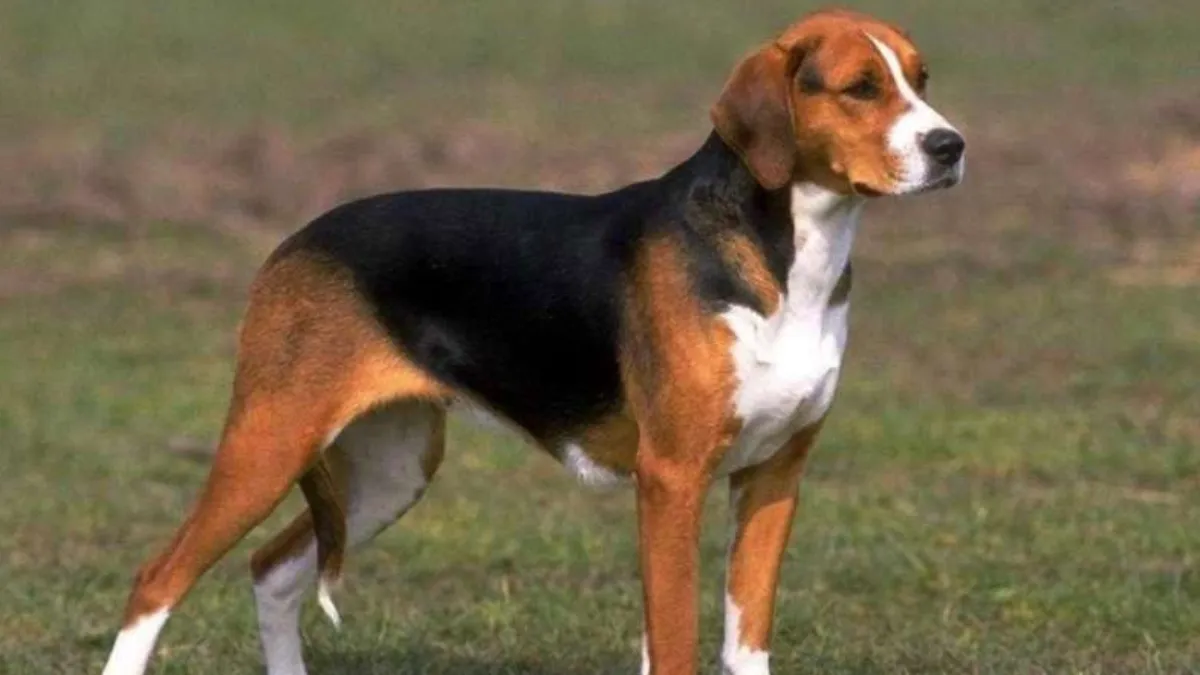 Are American Foxhounds Good Family Dogs?