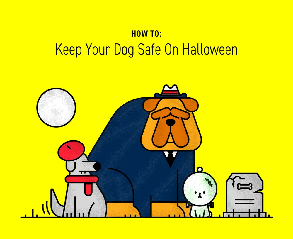 How Can I Keep My Dog Safe This Halloween