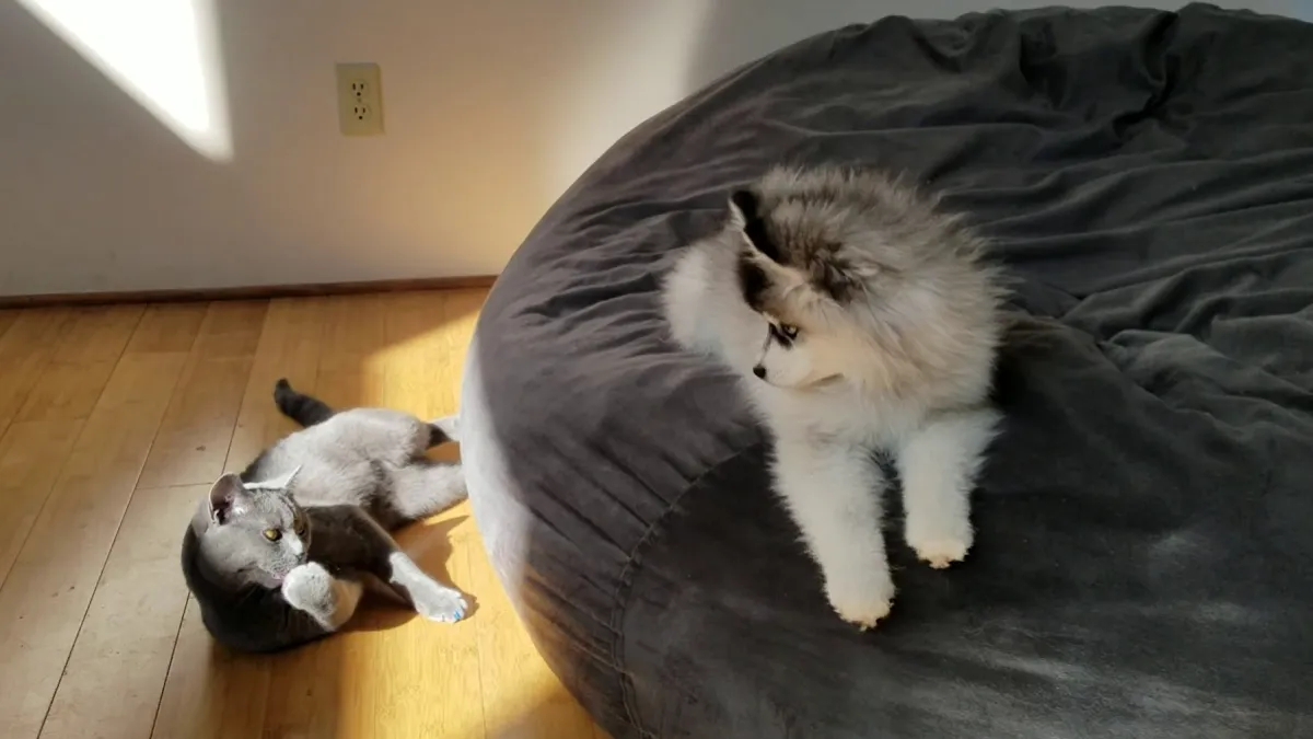 Are Pomsky Good with Cats?