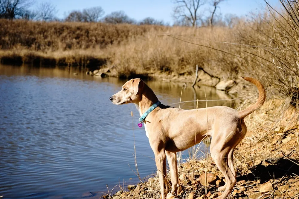 Beautiful Blue Lacy: