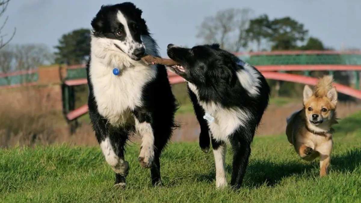 Can Collies Be Aggressive?