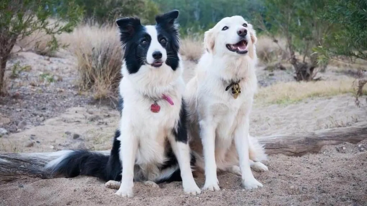 Collie Temperament with Children and Other Pets