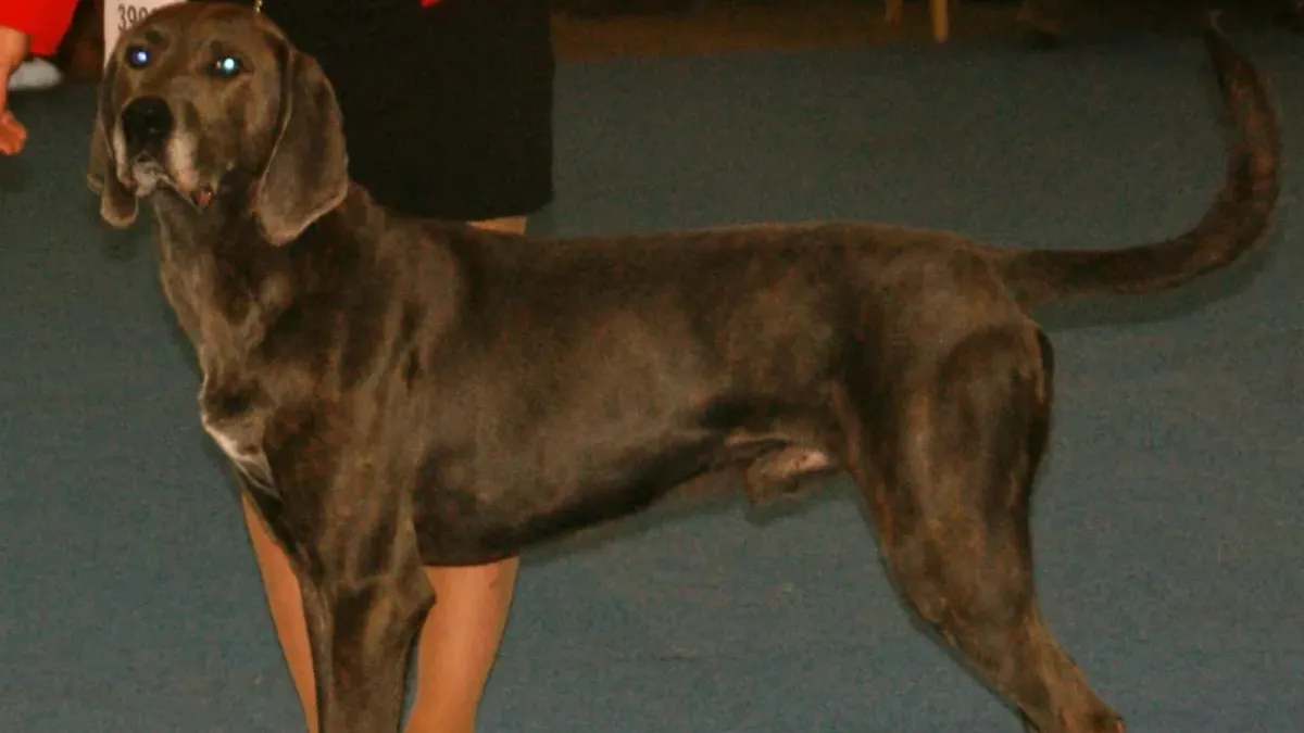 Plott hound has long, floppy ears 