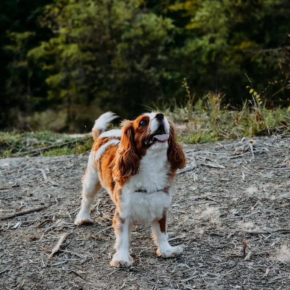 Training Techniques for Cavalier King Charles Spaniels