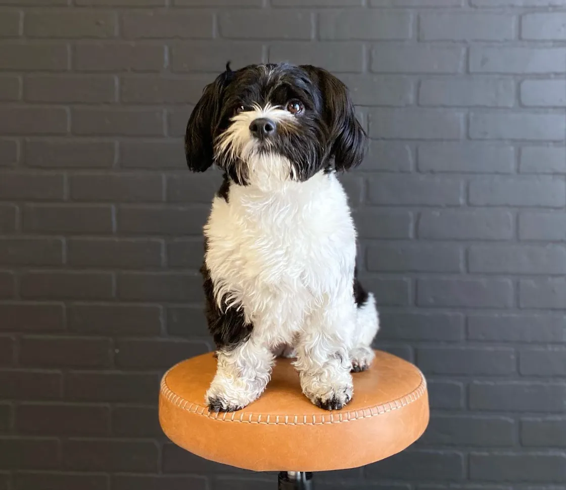  Meet Finn, Richmond's Viral Havanese