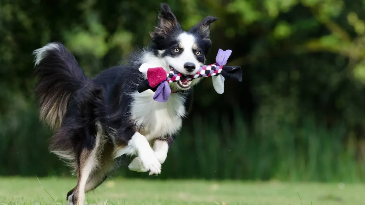 The Intelligence of Collie Dogs