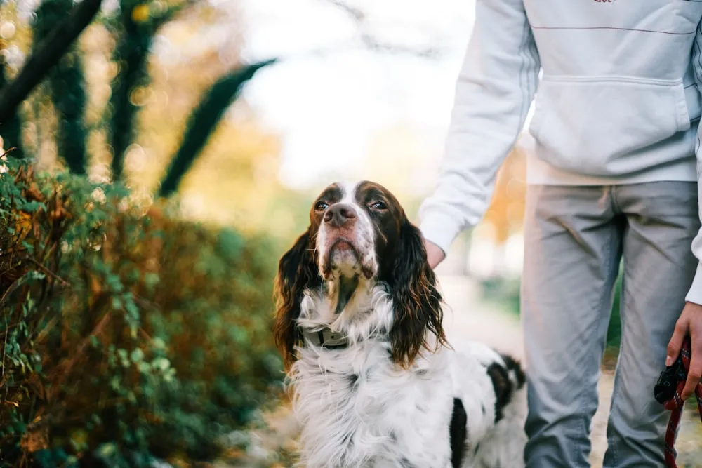 Personality of English Springer Spaniels