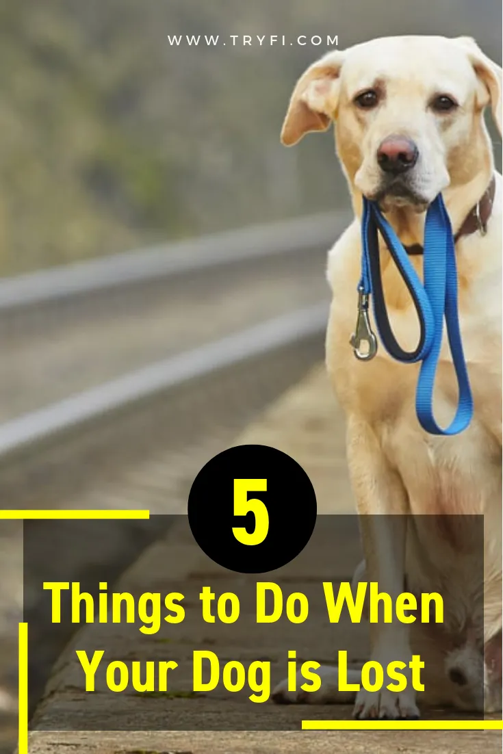  Things to Do When Your Dog is Lost