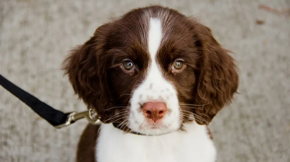Grooming Needs for English Springer Spaniels