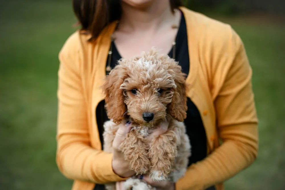 Understanding the F1BB Mini Goldendoodle Breed