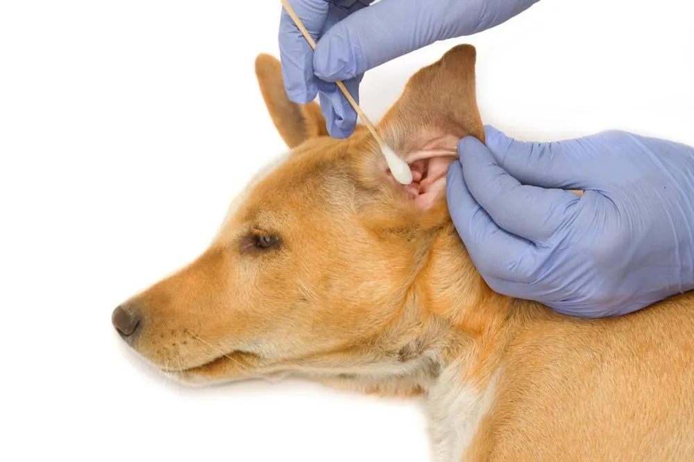 Understanding the anatomy of a dog's ear