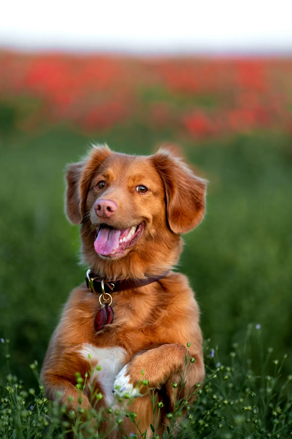 Secrets to Keeping Your Dog Healthy and Happy