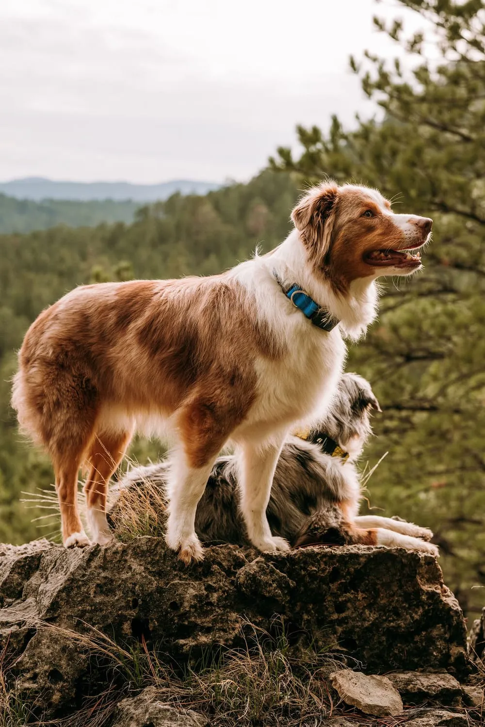 Elevate Your Pet's Safety and Style with Fi Dog Collar