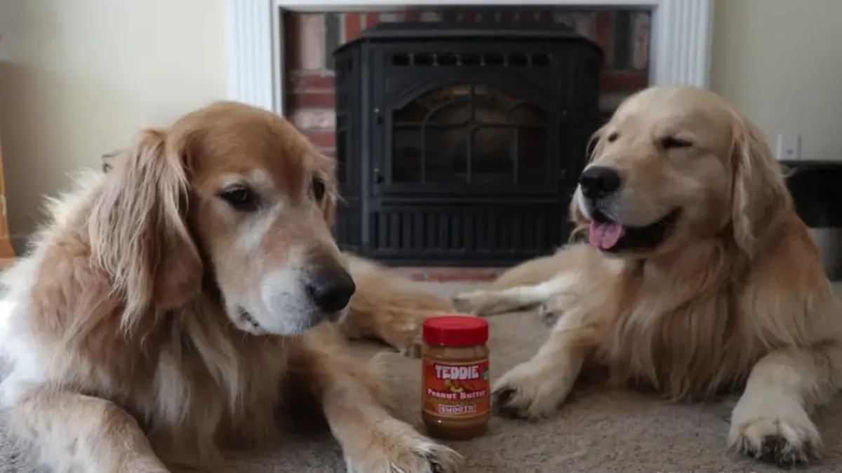 Benefits of Peanut Butter for Puppies