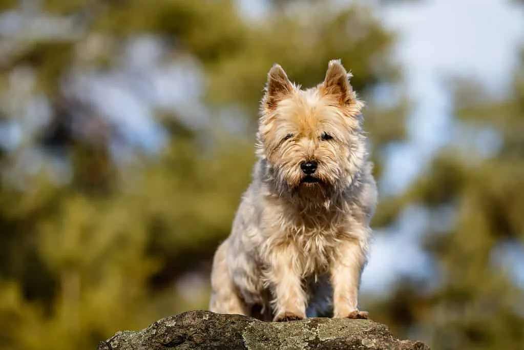 Living with a Cairn Terrier