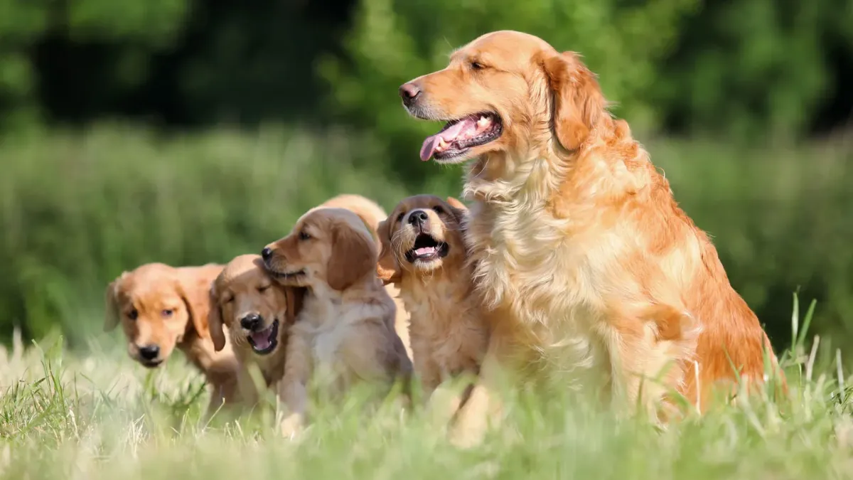 Golden Retrievers in Work and Service