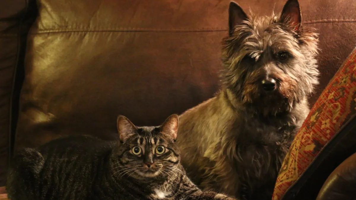 Living with a Cairn Terrier