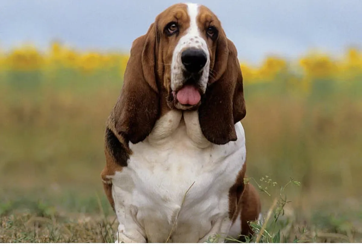 Basset Hound Training and Obedience