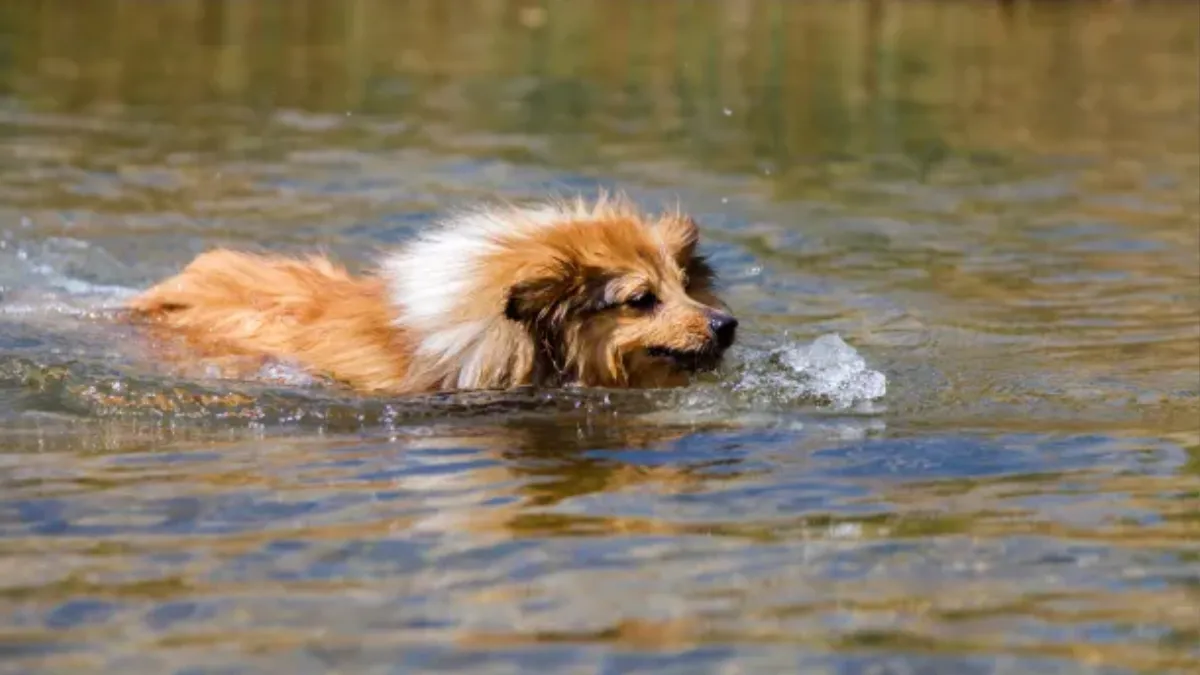 shetland sheepdog swimmers