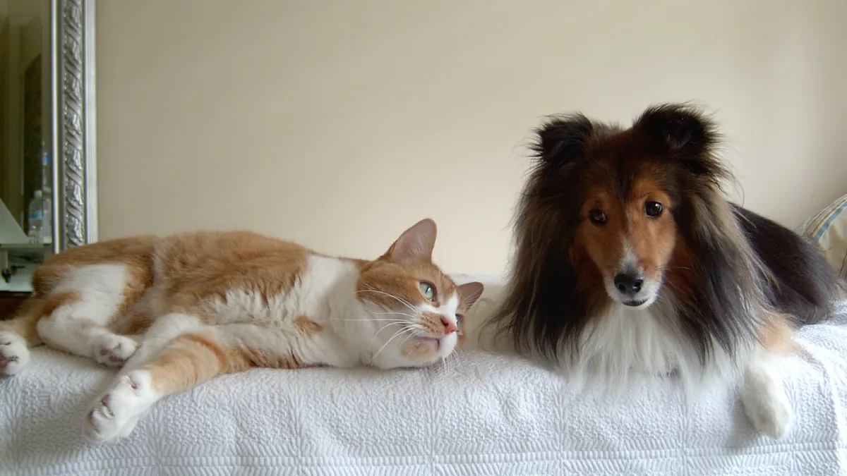 Introducing Shelties to Cats