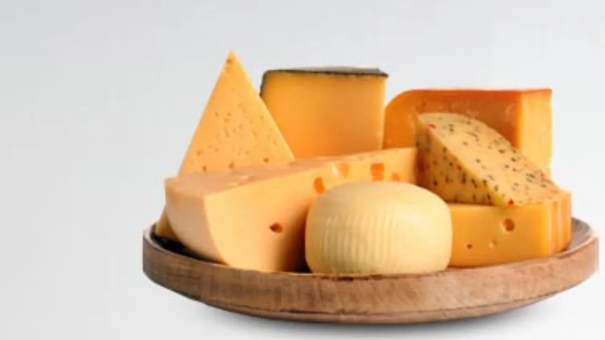 Golden Retriever cheese