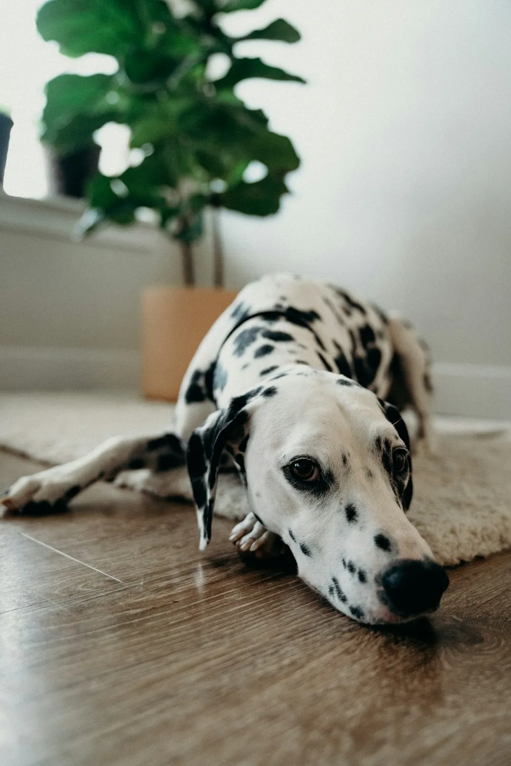 Training and Mental Stimulation for Dalmatians