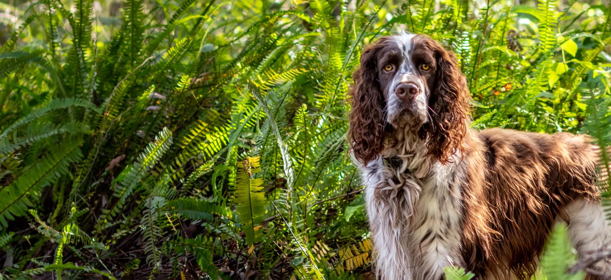 Tips to Manage Excessive Barking in English Springer Spaniels