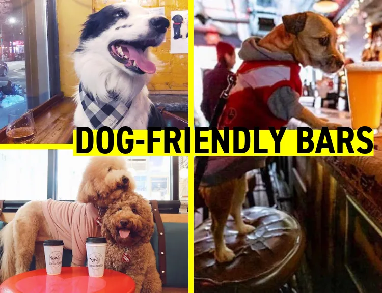 Dog-Friendly Restaurants and Bars