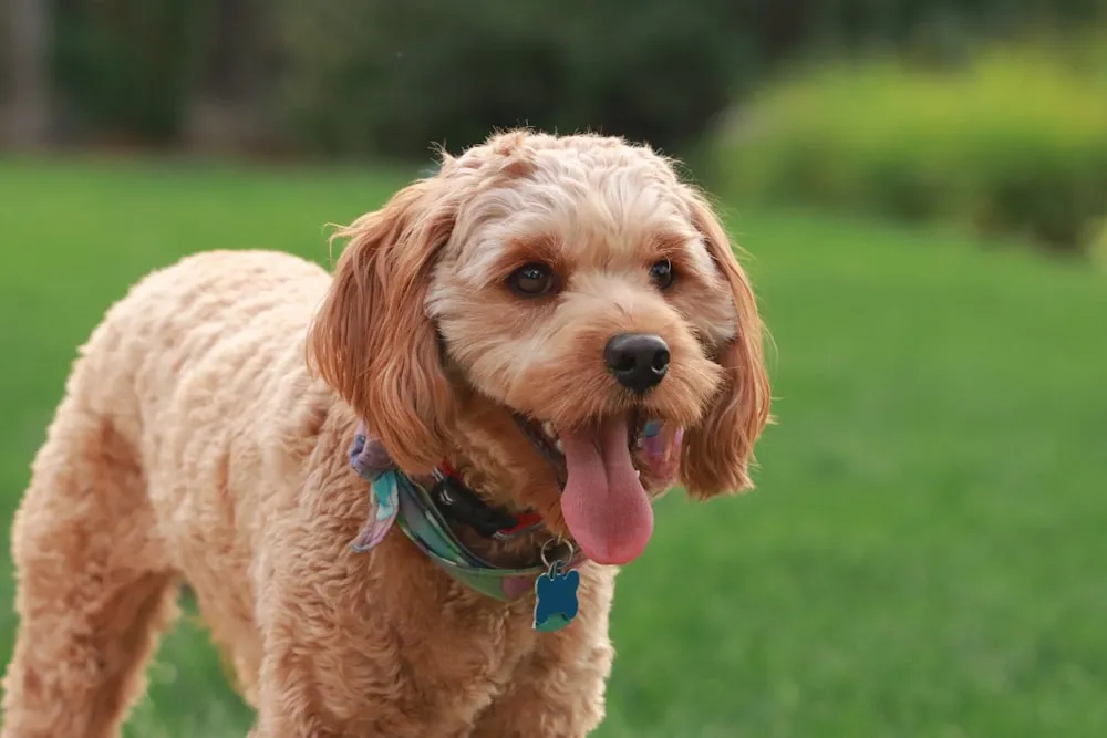 Cavadoodle Health and Wellness