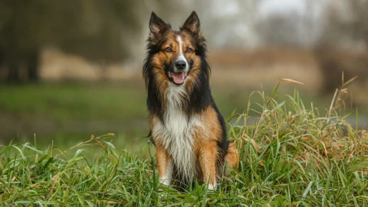 Collie Grooming and Care