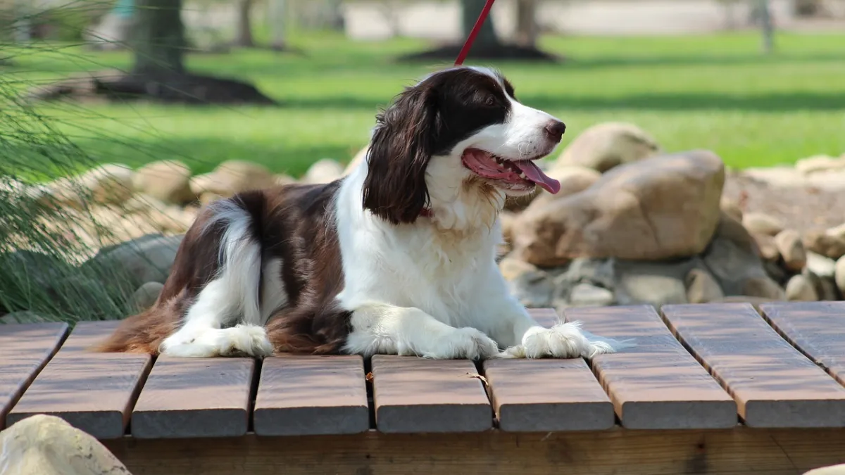 English Springer Spaniels in Apartments