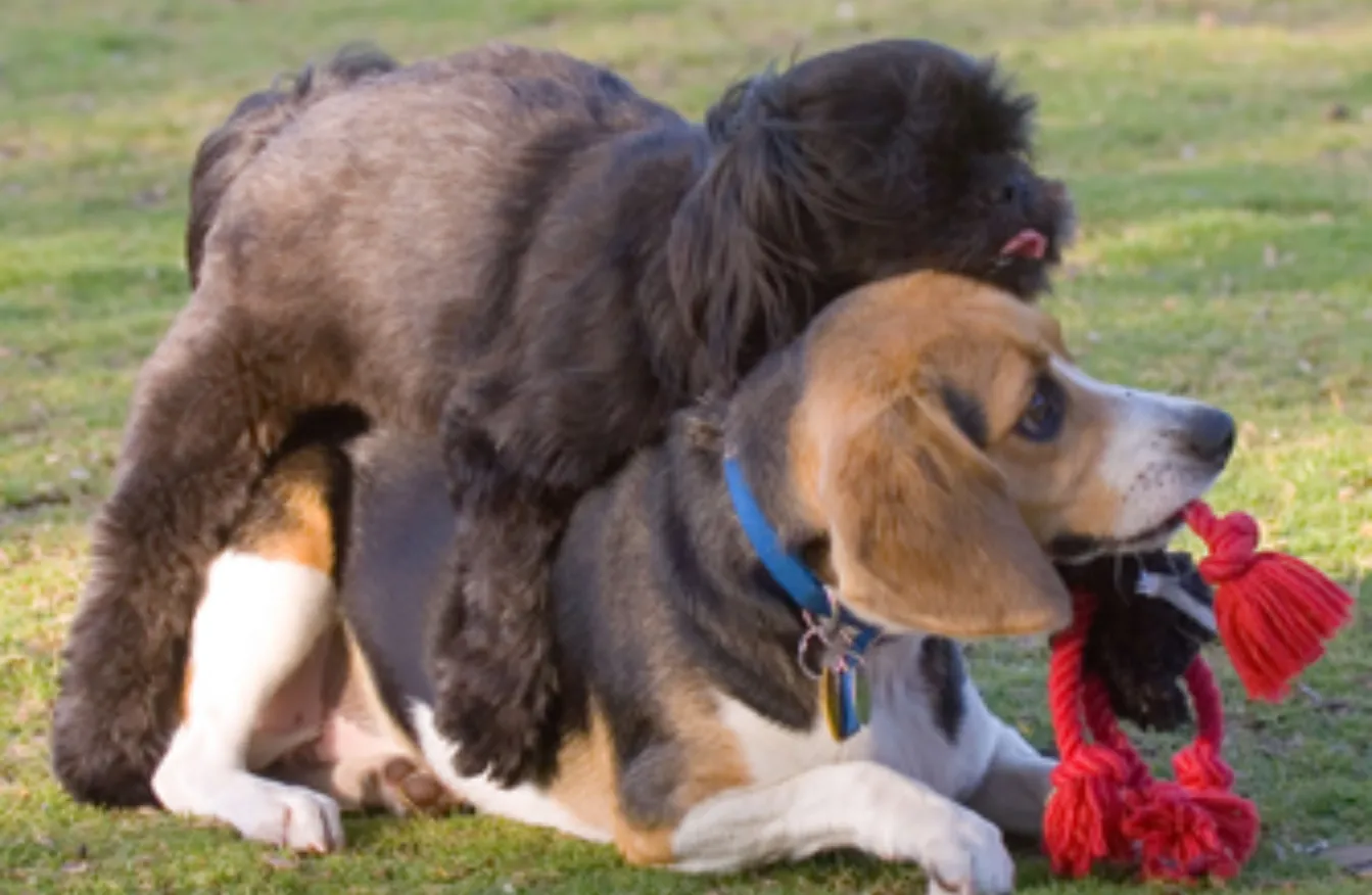 Neutering and Its Impact on Humping