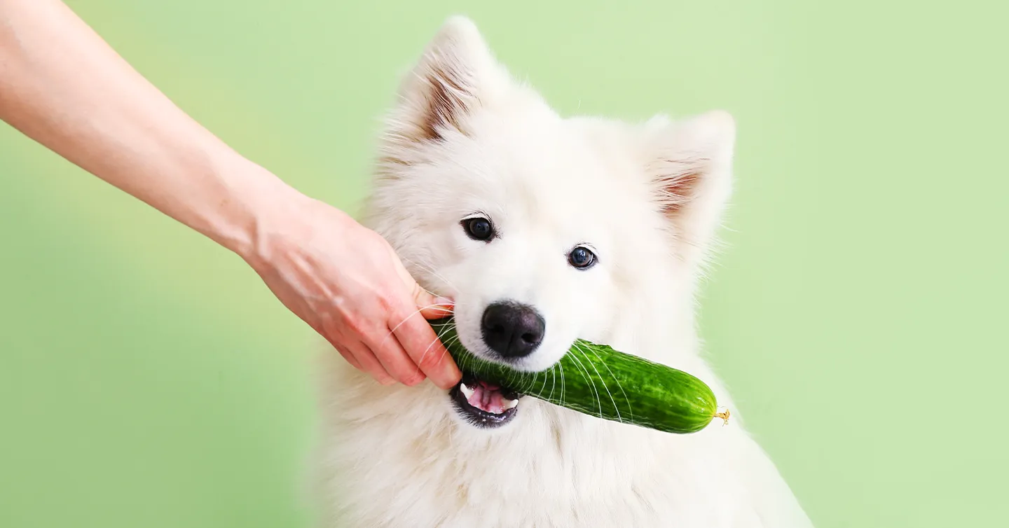 5 Facts About Dogs and Pickles