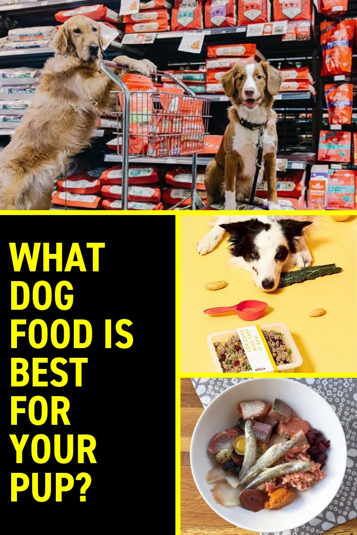 RAW DOG FOOD DIET
