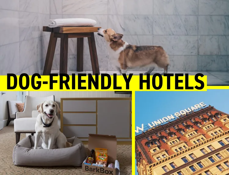 Dog-Friendly Hotels
