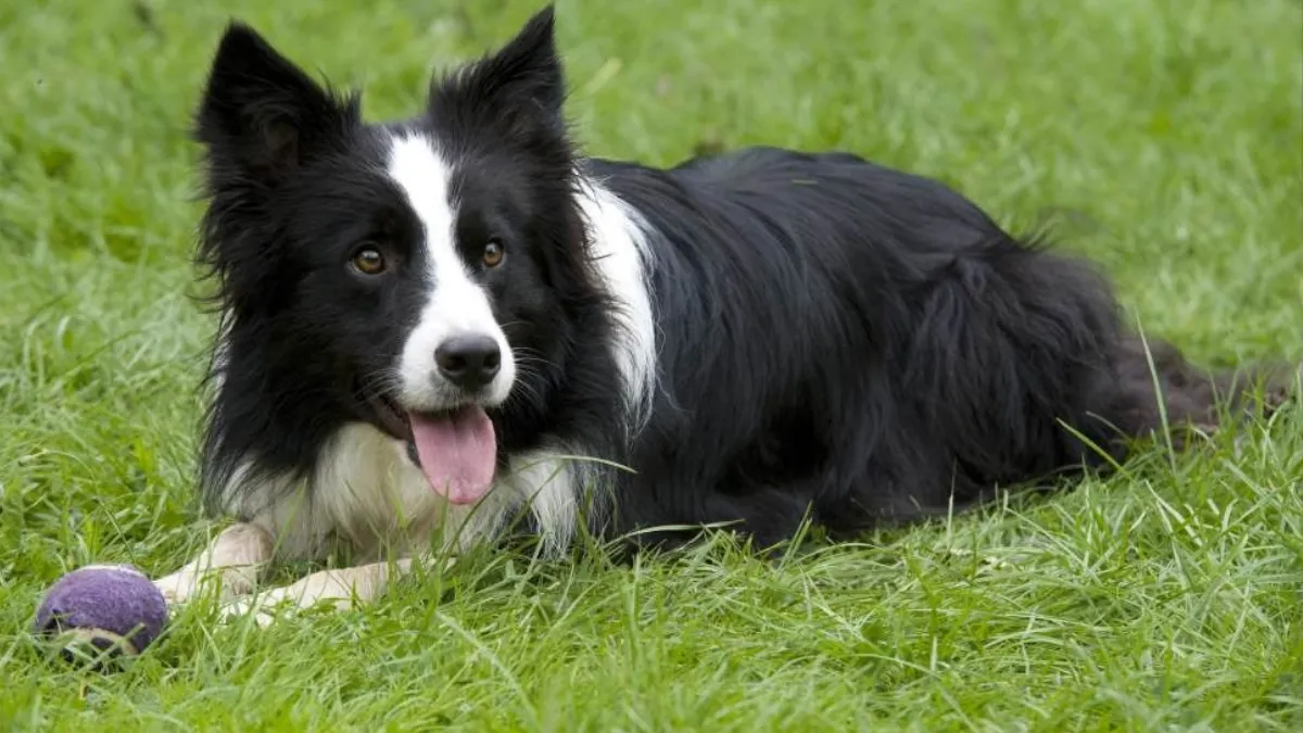 Lifespan and Healthcare Tips of Collie 