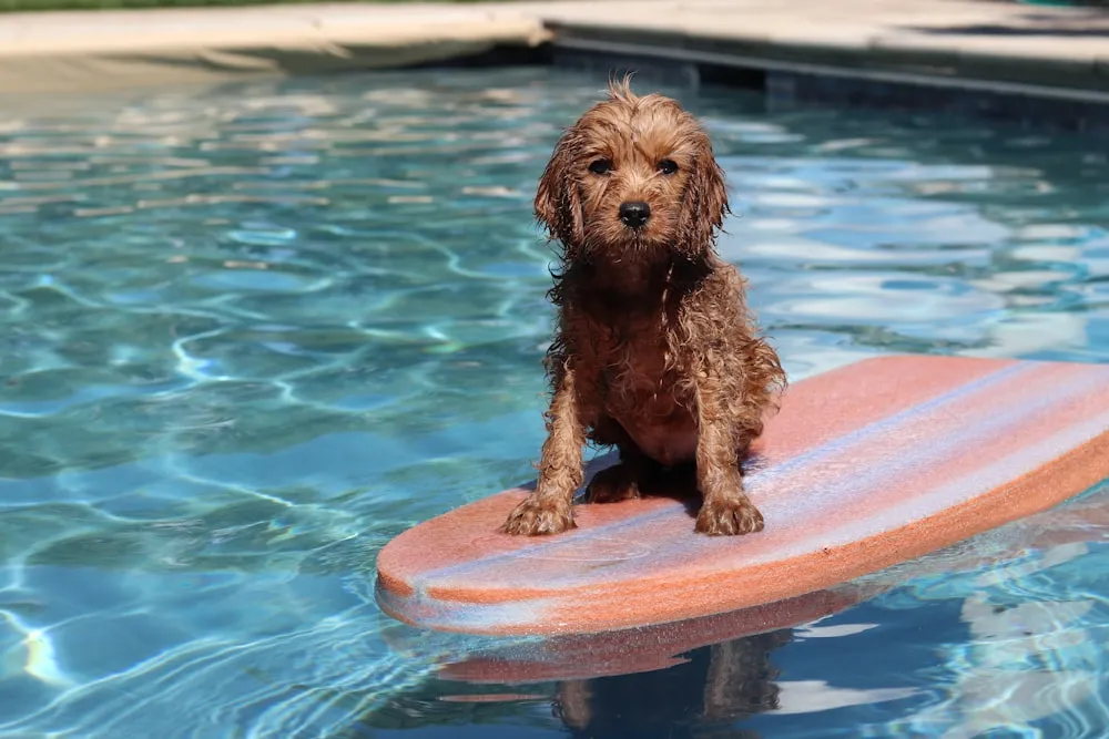 Caring for Your Cavadoodle