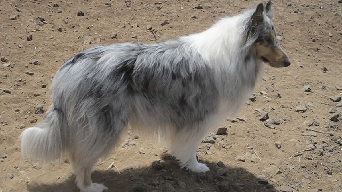 The History and Evolution of Collies