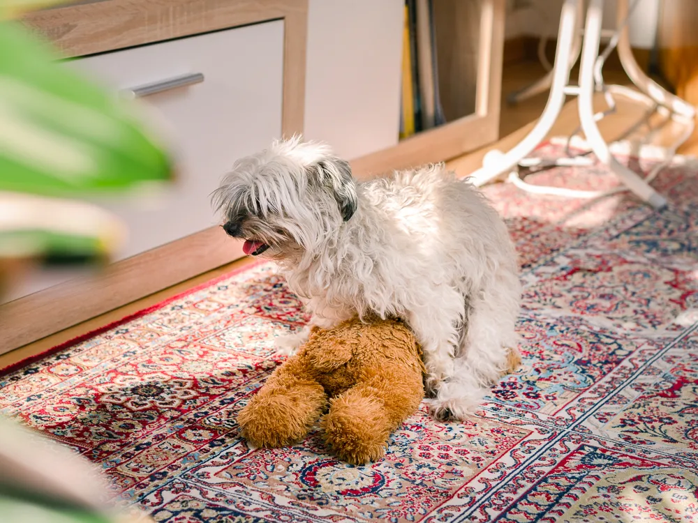 The Social Dynamics of Dogs Humping