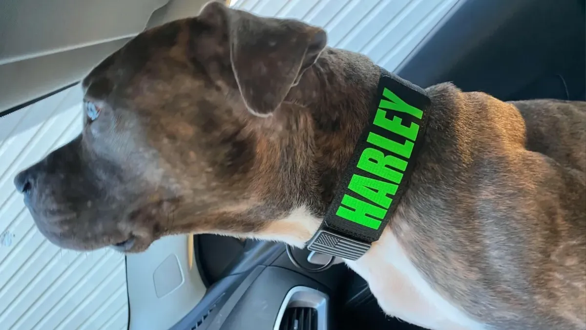 Senristar Personalized PU Leather Dog Collar