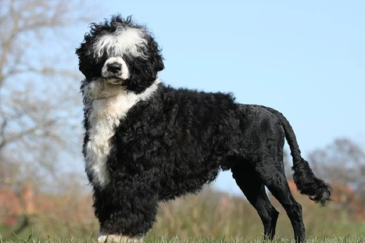 Can A Portuguese Water Dog Be Left Alone?