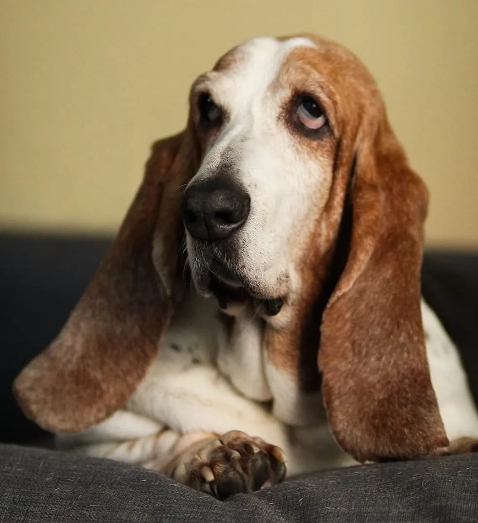 Do Basset Hounds Have Health Problems
