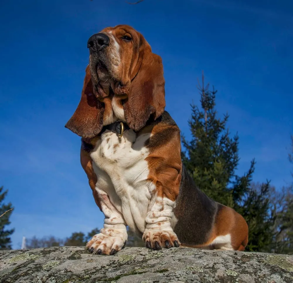 Do Basset Hounds Have Health Problems?