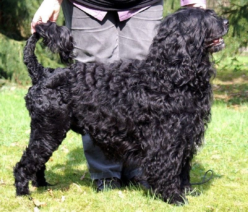 Are Portuguese Water Dogs Aggressive