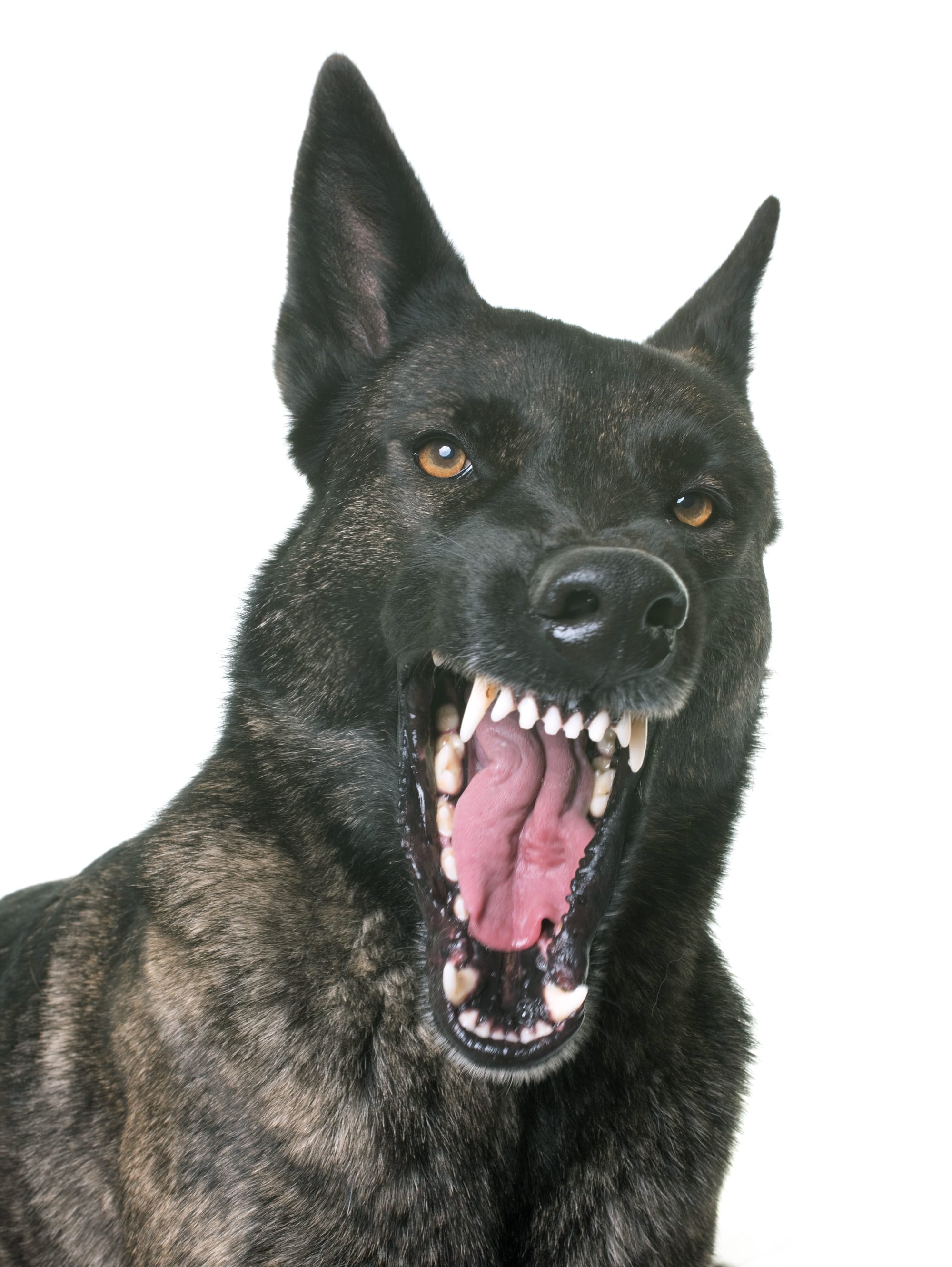 Dutch Shepherd Dog Teeth